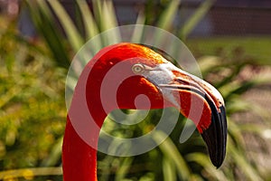 Close up of a pink flamingo