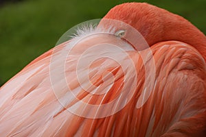 Close up of a pink flamingo