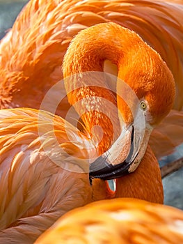 Close up of a pink flamingo