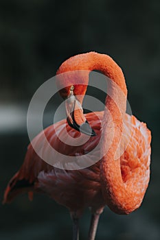 Close-up of pink flamingo bird