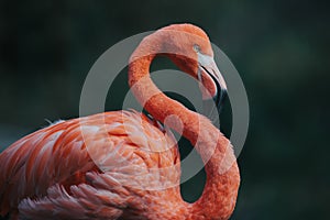 Close-up of pink flamingo bird