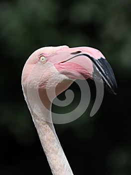 close up, pink flamingo bird