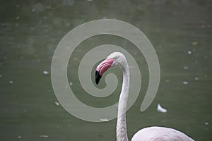 Close up of a pink flamingo bird on dark green background