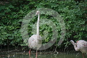 Close up of a pink flamingo bird on dark green background