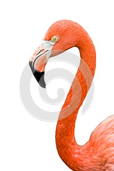 Close up of pink flamingo bird isolated.