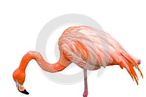 Close up of pink flamingo bird isolated.