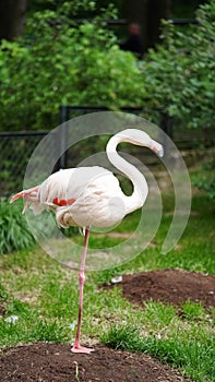 Close-up of pink flamingo bird in nature park,zoo outdoors.Animals in the wild,beautiful postcard