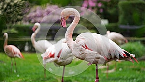 Close-up of pink flamingo bird in nature park,zoo outdoors.Animals in the wild,beautiful postcard