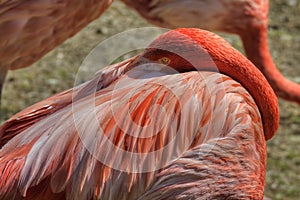 Close Up of Pink Flamingo Cleaning Feathers