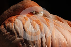 Close up pink flamingo between feathers