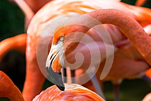 Close-up of pink flamingo photo