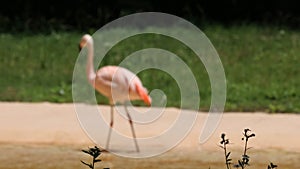 Close up Pink Flamingo Standing by the lake