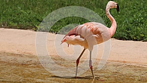 Close up Pink Flamingo Standing by the lake