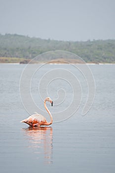 Close-up of a pink flamingo swimming in a lake on the island of Bonaire in the Caribbean