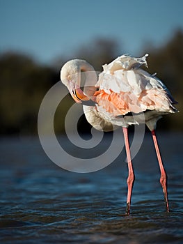 Close up pink flamingo in wild in water