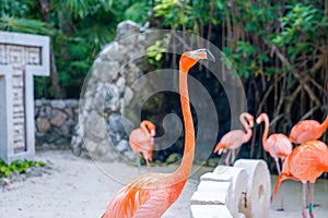 Close up of pink flamingo in Xcaret ecotourism park