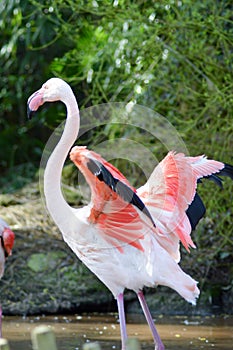 Close-up of a pink flamingos of camargue