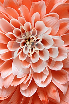 Close up of pink flower