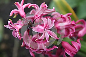 Close up with a pink flower