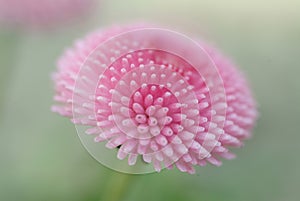 Close-up of a pink flower