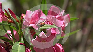 Close-up of pink flower. Beautiful rose Bush flowers