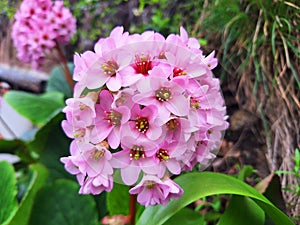 Close-up of pink flower bergenia cordifolia. photo