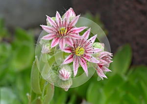 Close up of a pink flower of a blooming common houseleek.