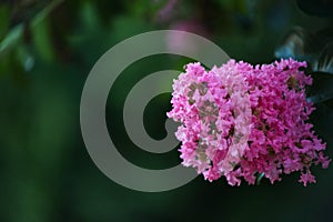 Close-up of pink flower blossoms from a Crete Myrtle