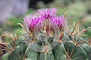 Close up pink flower cactus.Beautiful pink cactus flower blooming in a garden.