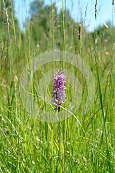 A close-up of pink flower of Dactylorhiza maculata the heath spotted-orchid or moorland spotted orchid in the field
