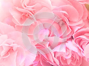 Close up of pink flower, flowers in soft color and blur style for background