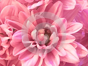 Close up of pink flower, flowers in soft color and blur style for background