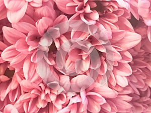 Close up of pink flower, flowers in soft color and blur style for background