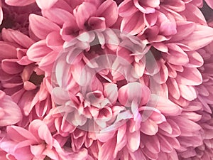 Close up of pink flower, flowers in soft color and blur style for background