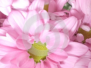 Close up of pink flower, flowers in soft color and blur style for background