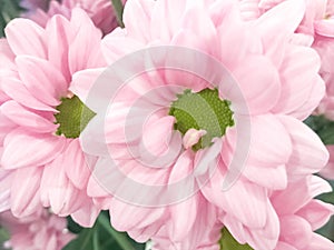 Close up of pink flower, flowers in soft color and blur style for background