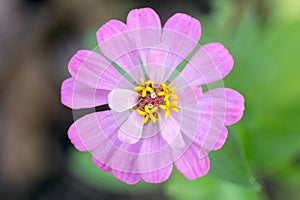 Close-up of pink flower in the garden