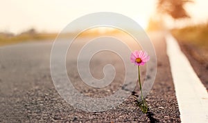 Close up, Pink flower growing on crack street sunset background