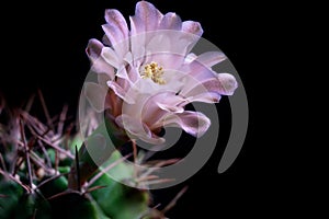 Close up pink flower of gymnocalycium cactus against dark background