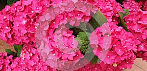 Close up of pink flower hydrangea macrophylla