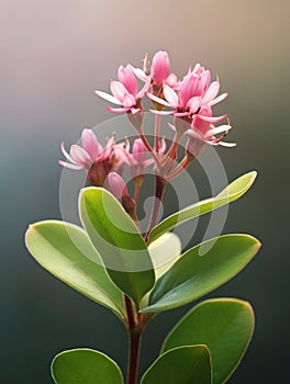 Close-up of pink flower, with its stem and leaves. The flower is in full bloom, showcasing its vibrant color against