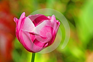 close-up of pink flower like a tulip