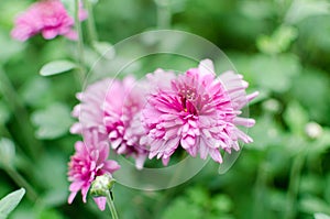 A close up pink flower with little petals named chrysanthemum