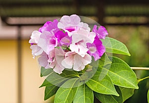 Close up pink flower Mansoa alliacea, or garlic vine on natural