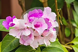 Close up pink flower Mansoa alliacea, or garlic vine on natural