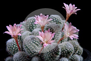 Close up pink flower of rebutia cactus against dark background photo