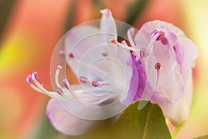 Close-up of pink flower, selective focus. Voluptuous revelation. Romantic bouquets with love. Soft color and blur style