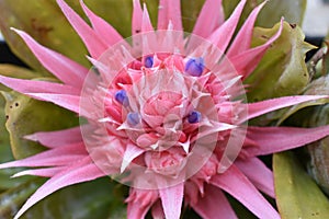 Close up pink flower with small blue ones