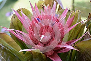 Close up pink flower with small blue ones photo