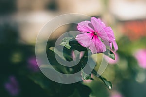 Close-up pink flower. Small flower details.